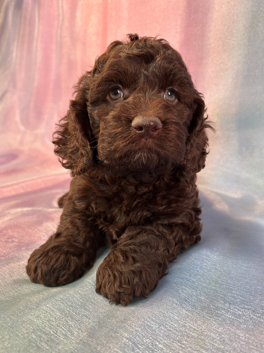 Male Cockapoo Puppy for Sale DOB 3-2-2025 $950